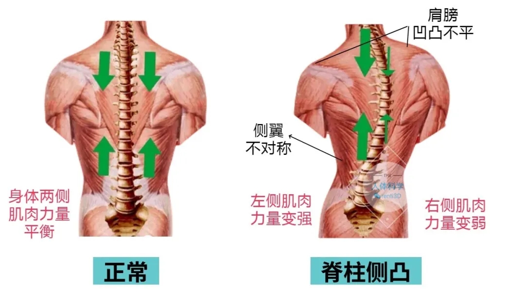 140739r7lmiblbxzwtolip.jpg